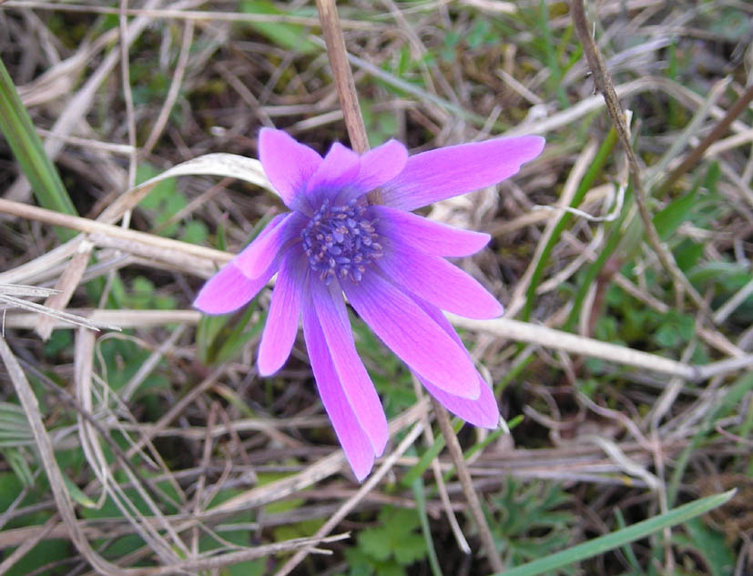 Lathraea squamaria e Anemone hortensis